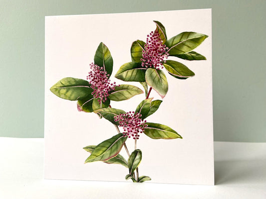 Card Skimmia flower