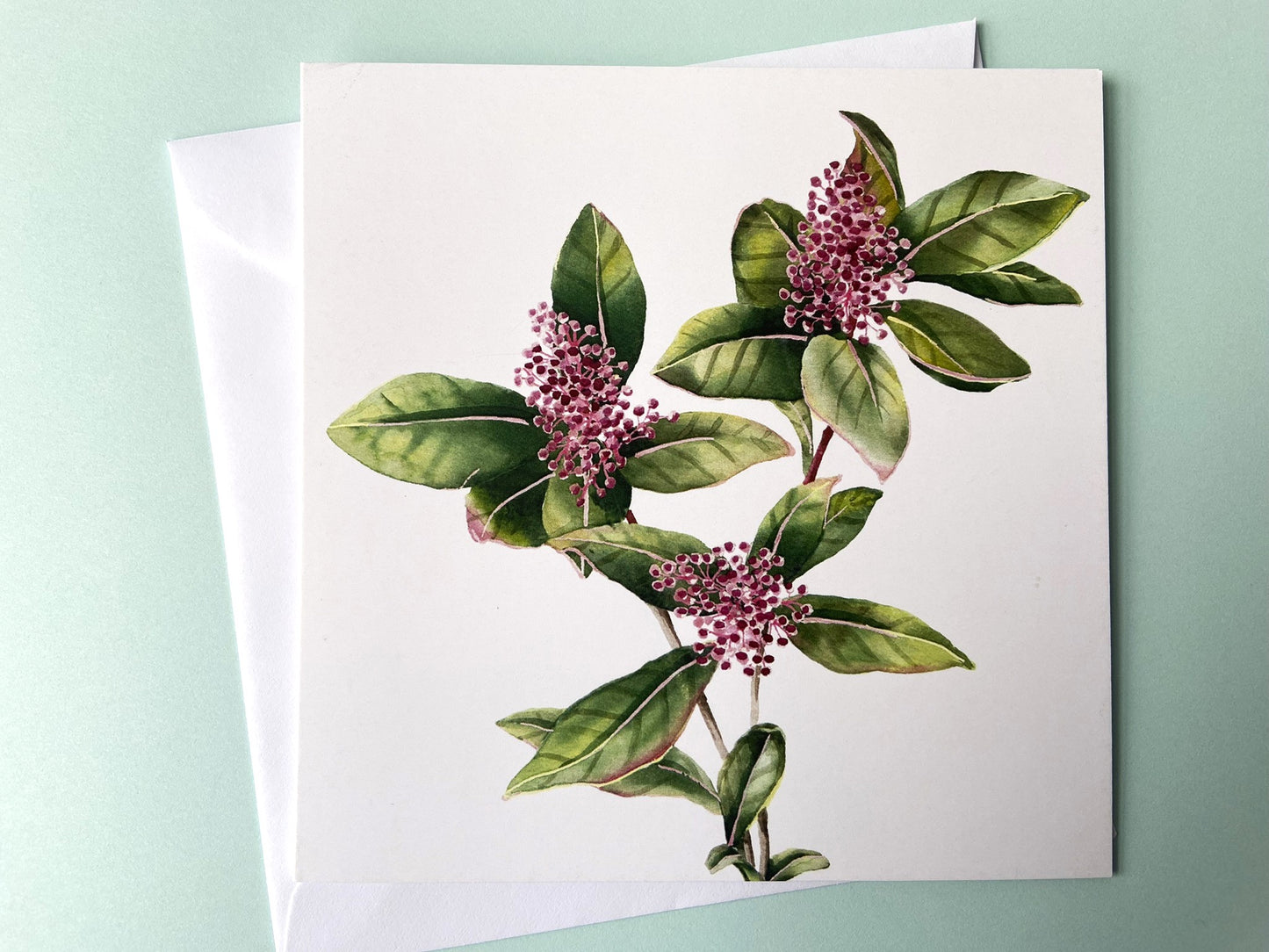 Card Skimmia flower