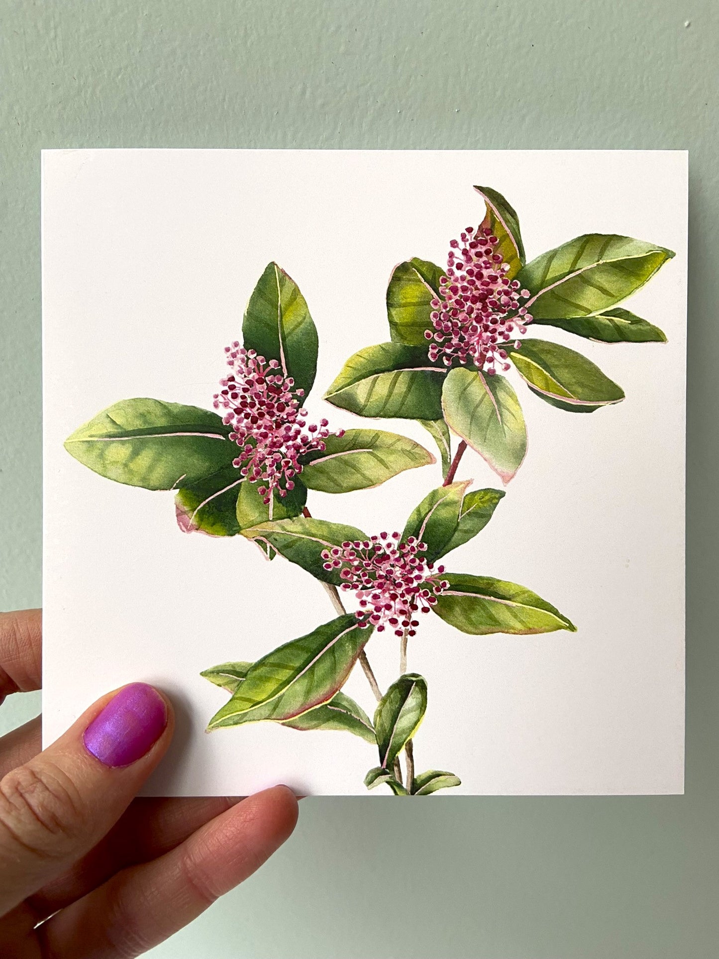 Card Skimmia flower