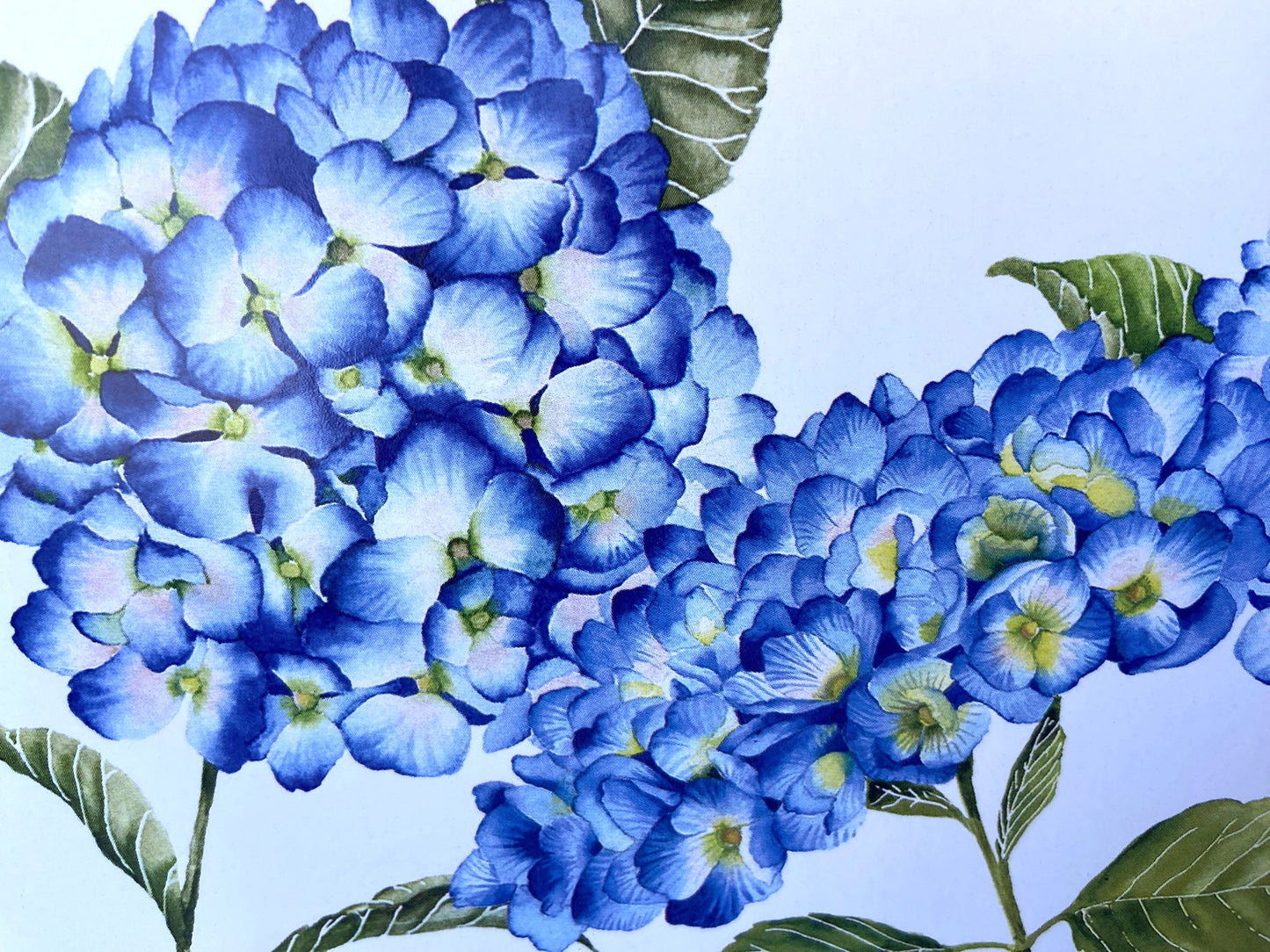 Card Hydrangea